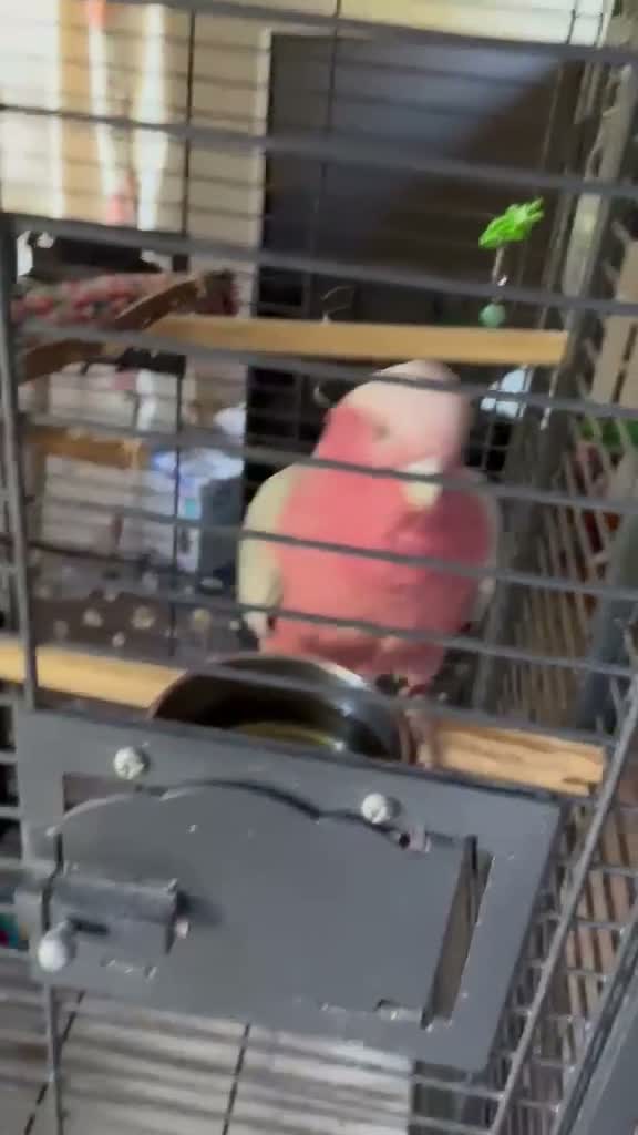 Cockatoo birds for sale: Pink breasted Galah cockatoo in Camberley - Video 1
