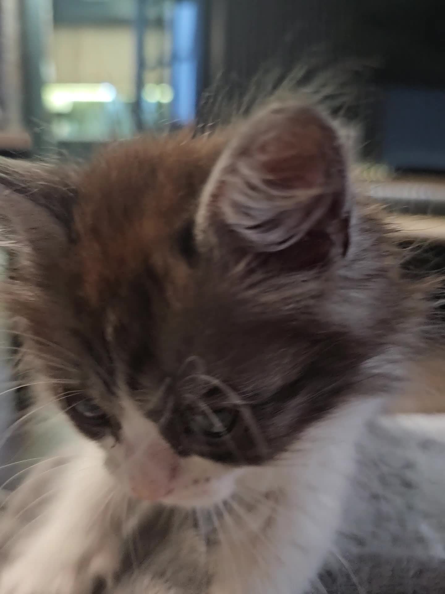 Ragdoll cats for sale: Friendly and playfull Ragdoll x  - Video 2
