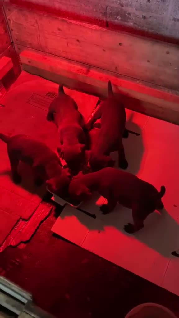 Patterdale Terrier dogs for sale: Red Patterdale Terriers  - Video 2