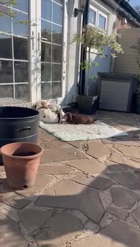 Cocker Spaniel dogs for stud: Show Cocker At Stud Highly Health Tested in Sandbach - Video 2