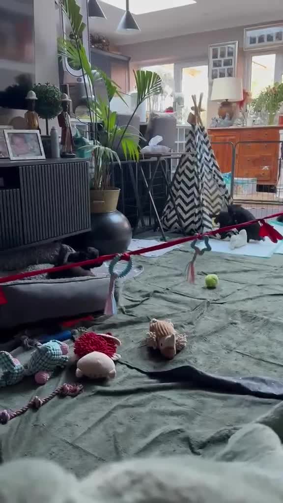 Cocker Spaniel dogs for sale: Fully health tested, KC Registered Cocker Spaniels in Chelmsford - Video 1