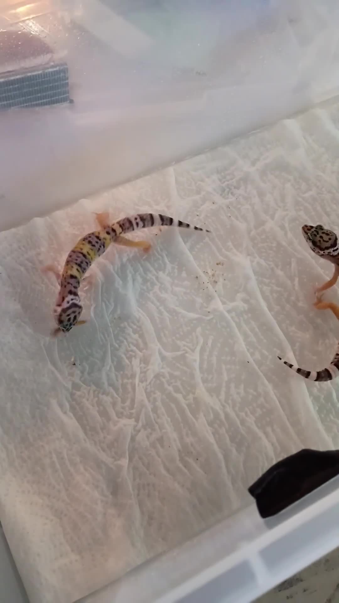 Leopard Gecko reptiles for sale: Baby leopard geckos  - Video 1