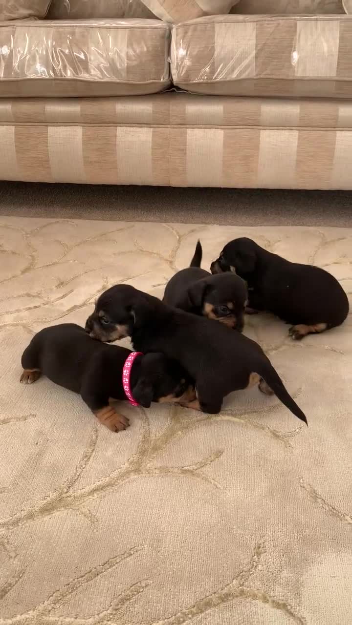 Dachshund dogs for sale: dachshund  - Video 3