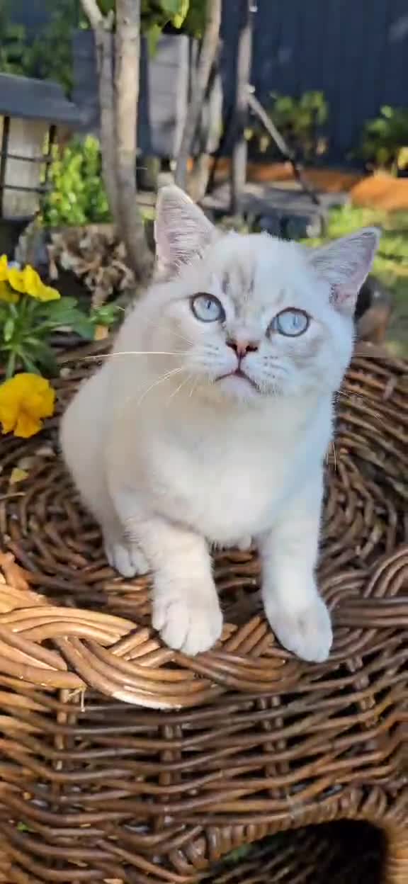 British Shorthair cats for sale: BSH female,GCCF registered - Video 1