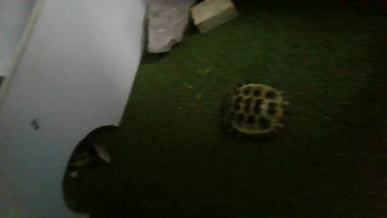 Tortoise reptiles for sale: Horsefield Tortoise - Video 1