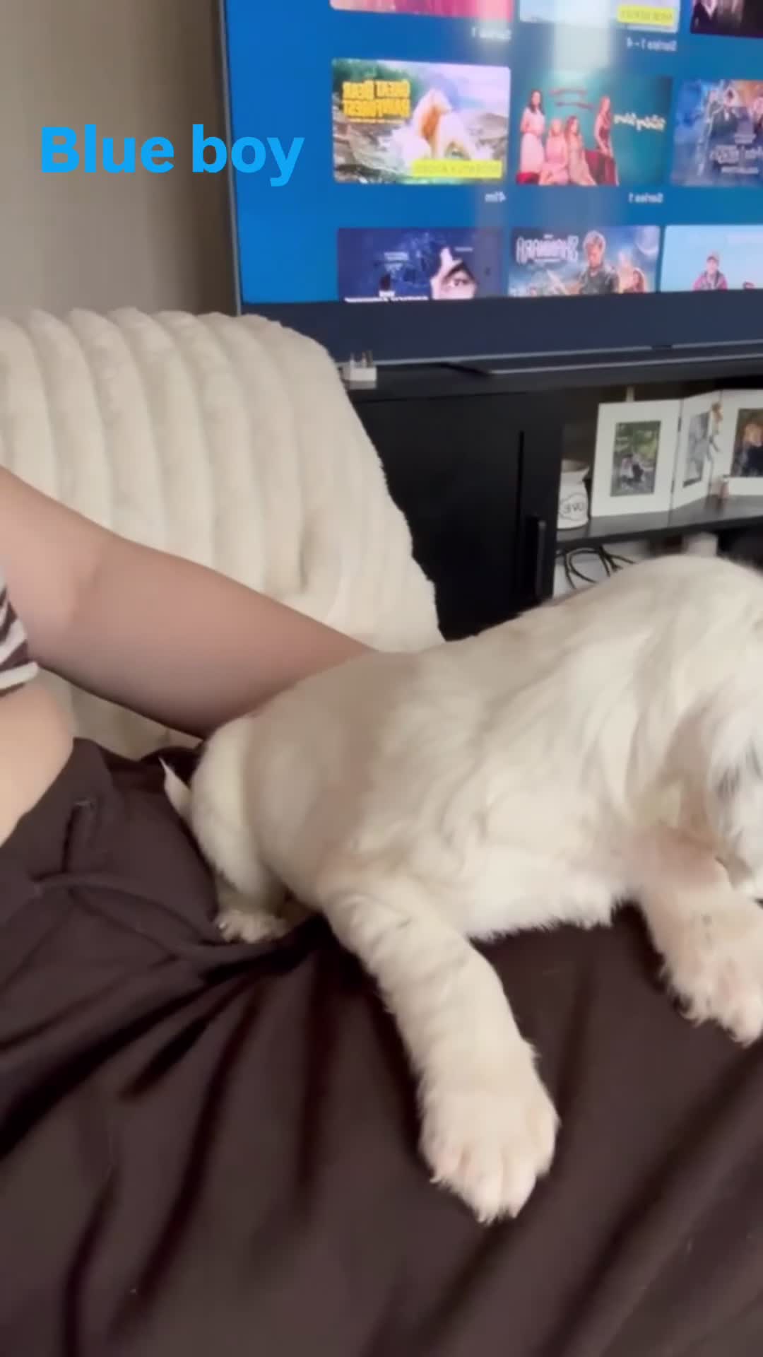 Cocker Spaniel dogs for sale: 6 beautiful cocker spaniel puppies (2 boys left!) - Video 3
