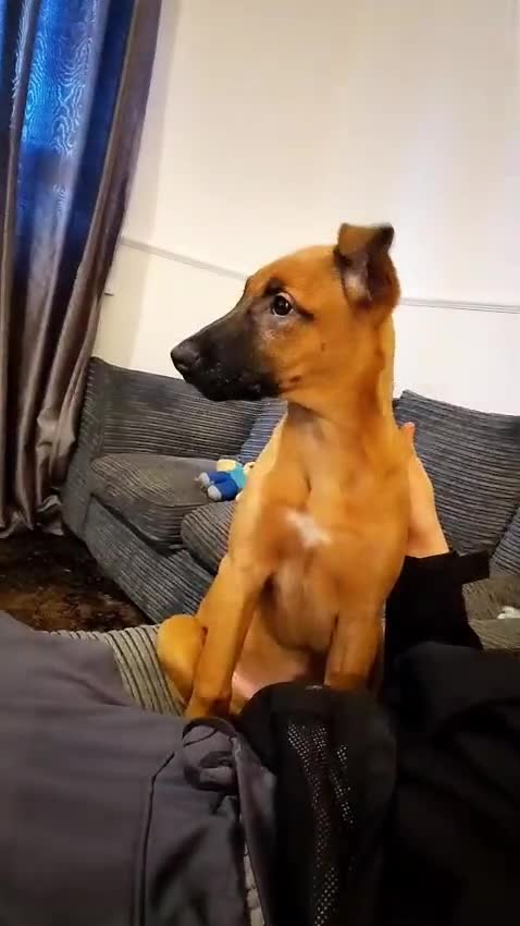 Mixed Breed dogs for sale: Belgium malinoise / lurcher - Video 1