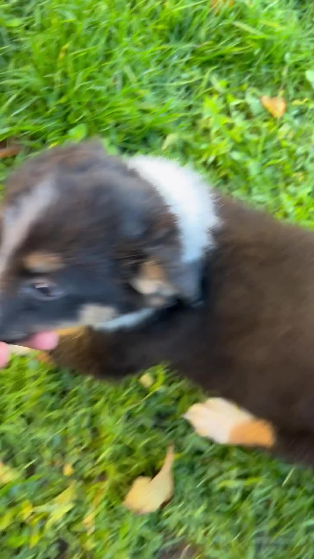 Border Collie dogs for sale: Stunning male pup - Video 1