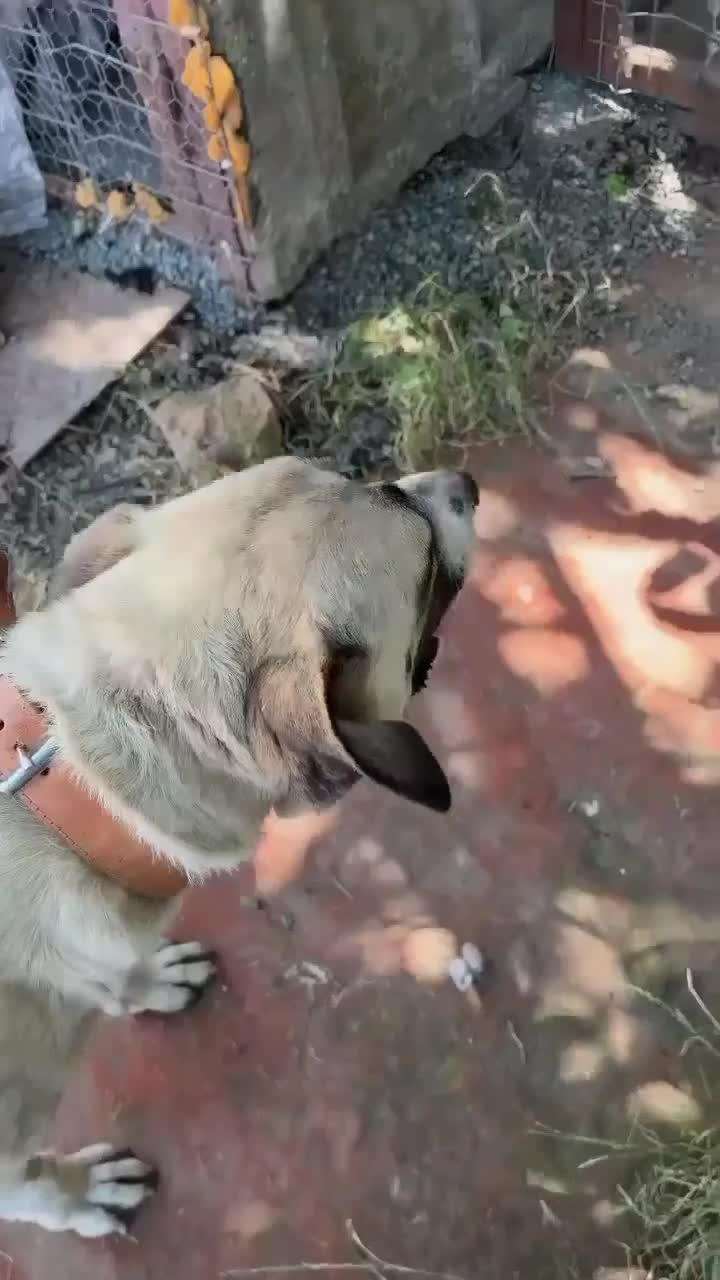 Mixed Breed dogs for adoption: OLIVE REALLY NEEDS HER PERSON 🚨 - Video 1