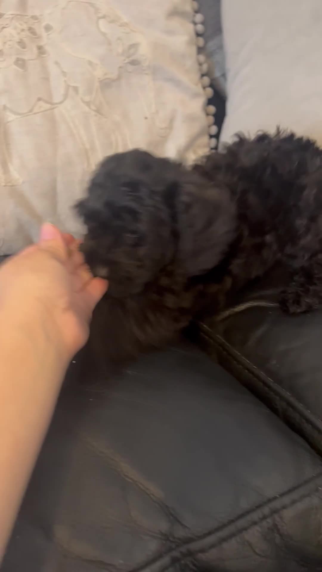 Cockapoo dogs for sale: Stunning Cockapoo puppy 🐶🤍 - Video 2