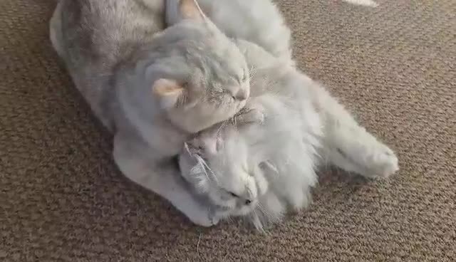 British Shorthair cats for stud: ❤ British Short Hair Active Stud ❤ Champion ❤ in Doncaster - Video 4