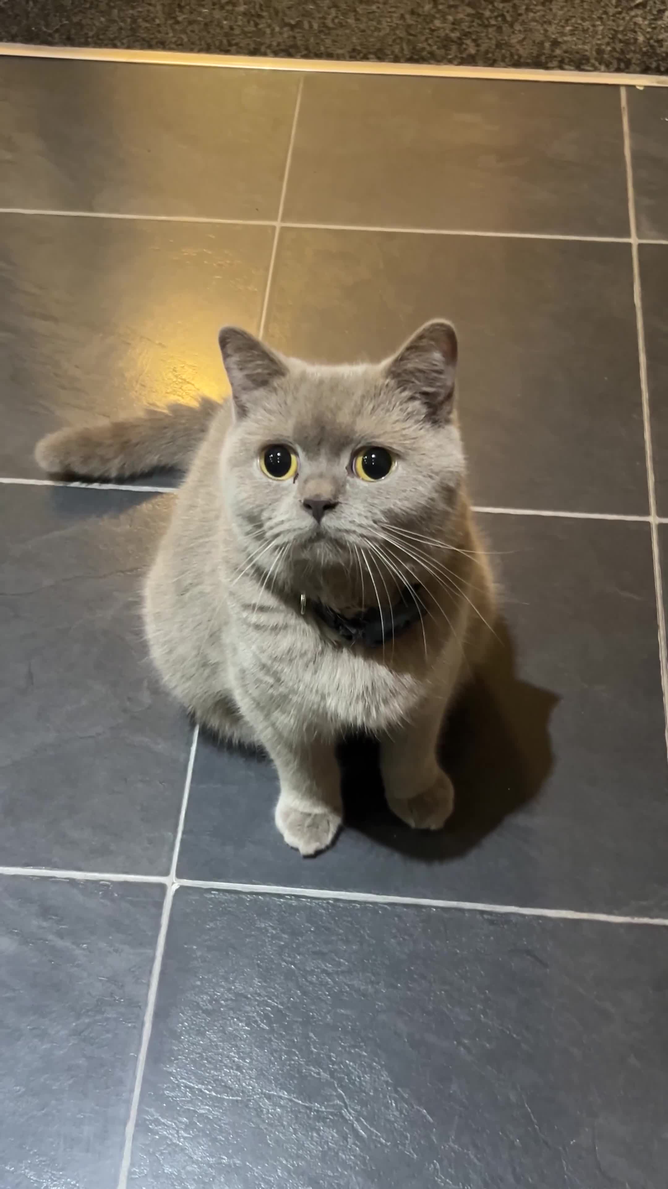 British Shorthair cats for sale: April- British Shorthair Girl  - Video 2