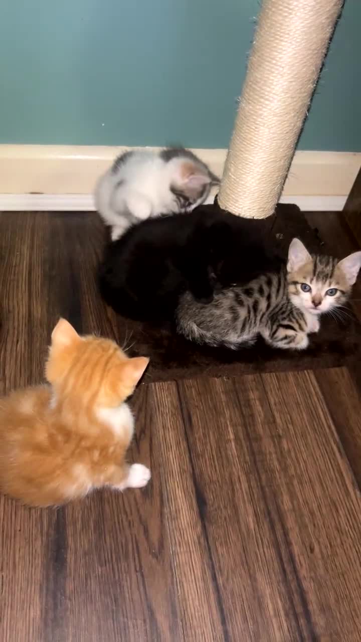 British Shorthair cats for sale: 4 kittens for sale: 3 girls 1 boy mixed coats  - Video 1