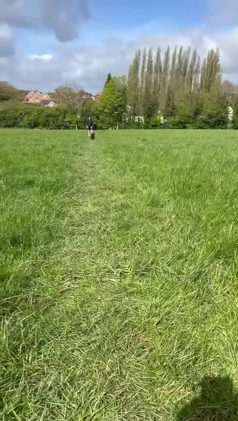 Shihpoo dogs for stud: Shihpoo - Video 1