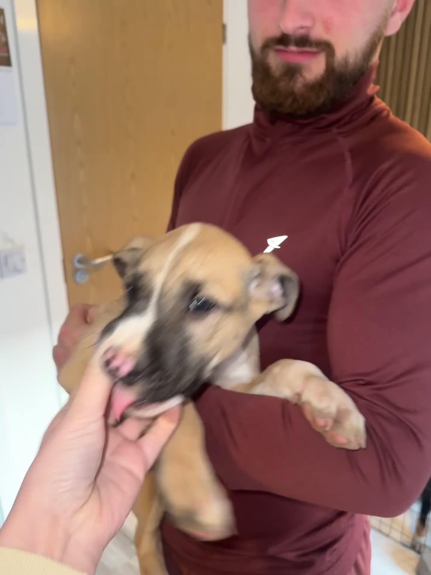 Mixed Breed dogs for sale: Bullherder Puppies  in Bishopton - Video 1