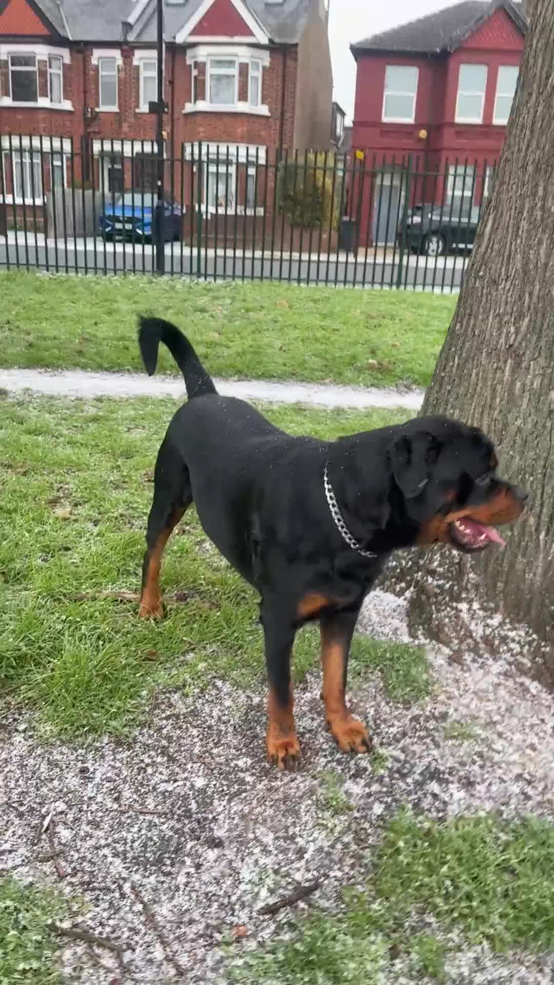 Rottweiler dogs for stud: Champion Bloodline Rottweiler Stud - Video 2