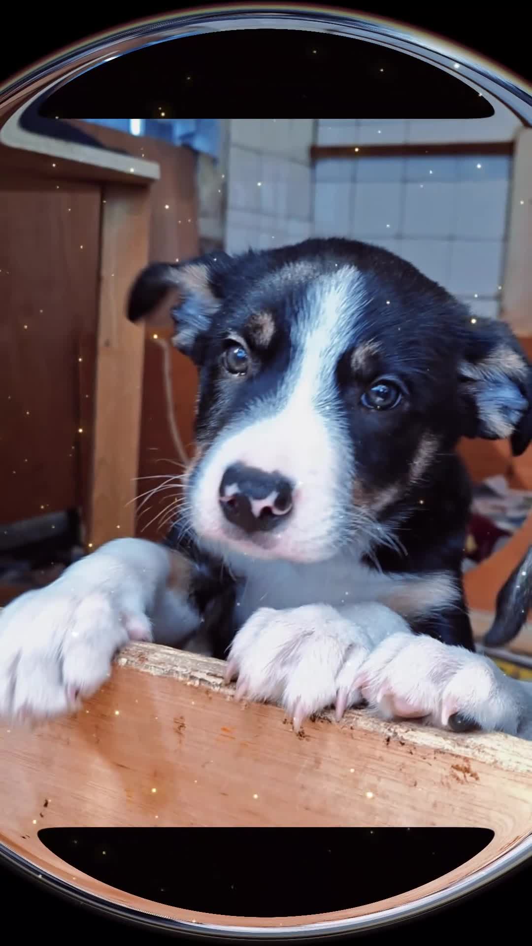 Border Collie dogs for sale: Border collie Puppy forsale - Video 1