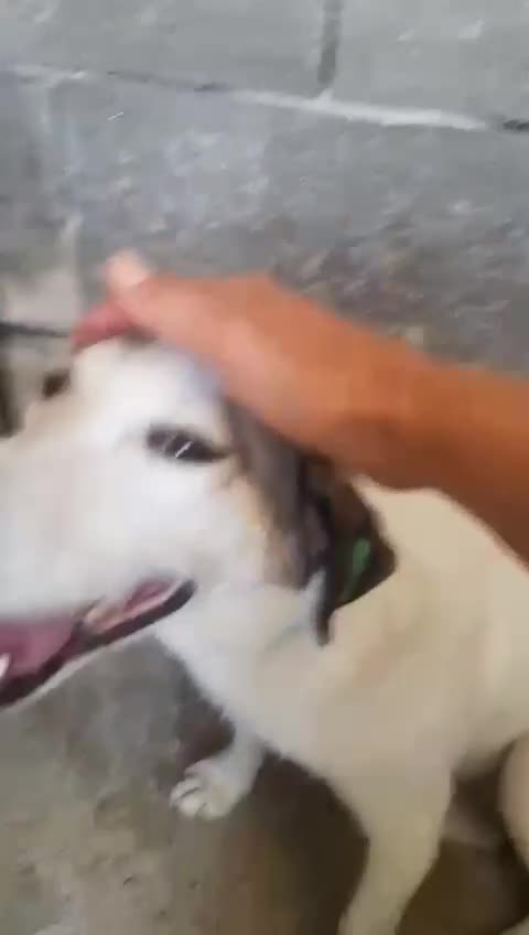 Mixed Breed dogs for adoption: Crystal, 6 yrs approx. Available for adoption. - Video 2