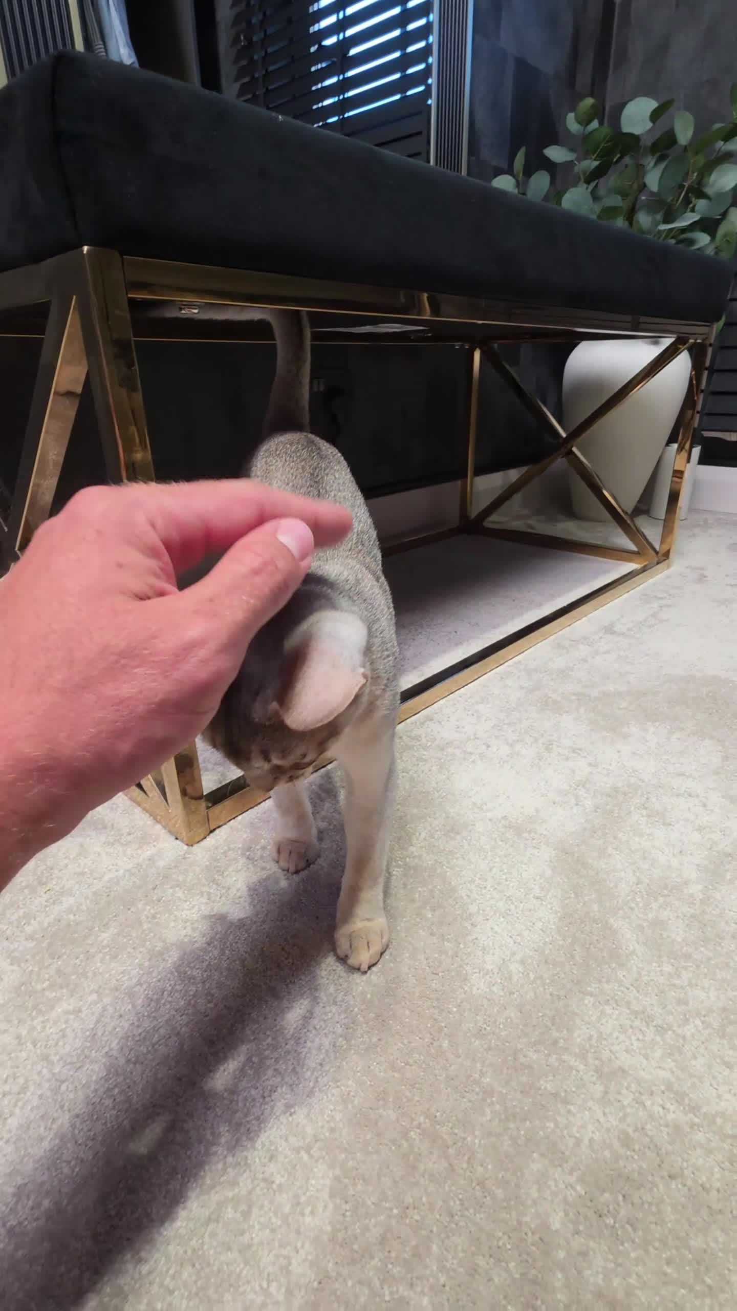 Abyssinian cats for sale: Silver Abyssinian Boy-READY NOW-Champion Line - Video 1
