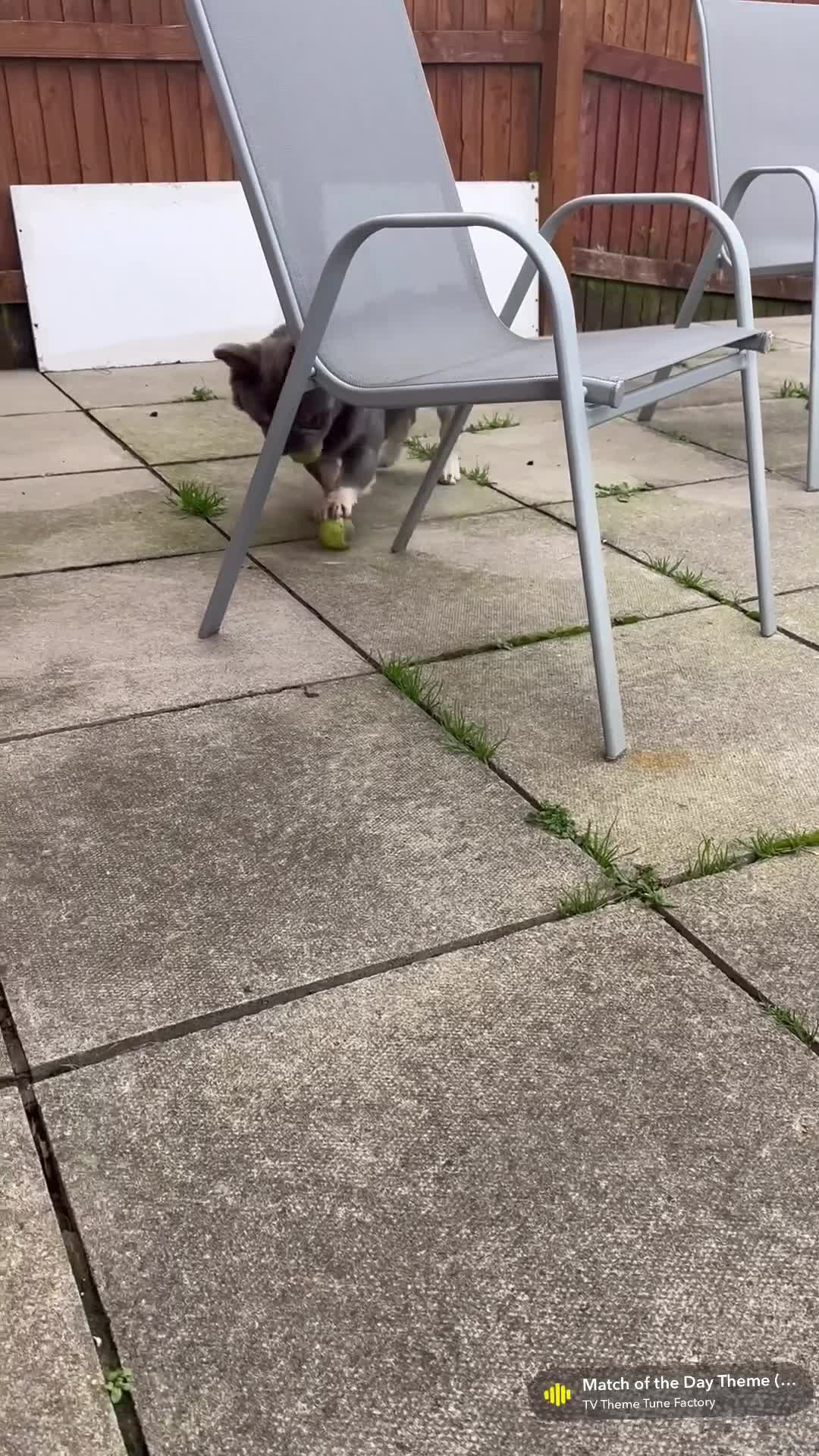 French Bulldog dogs for stud: Wolfie (Wolf of Wallstreet) - Video 1