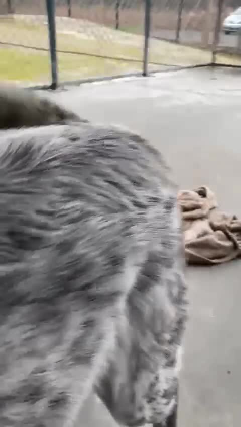 Mixed Breed dogs for adoption: Spot, 2 yrs approx. Available for adoption. - Video 3