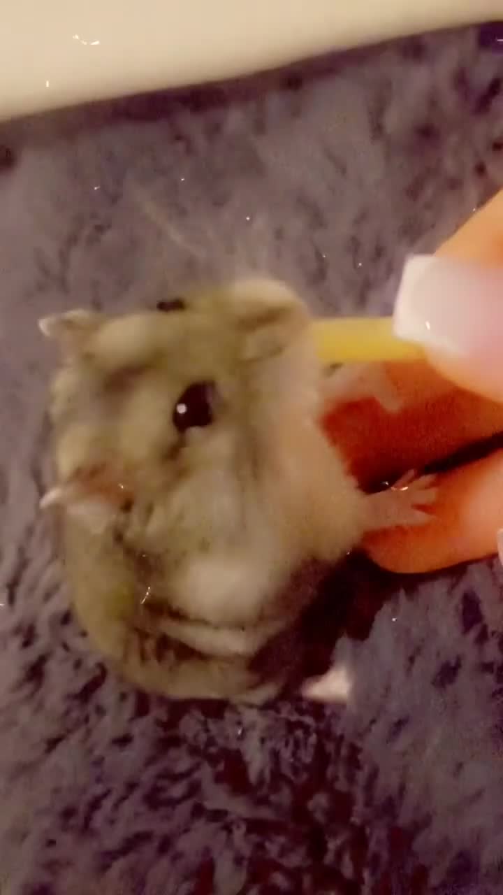 Hamster rodents for sale: Female Russian dwarf hamster - Video 1