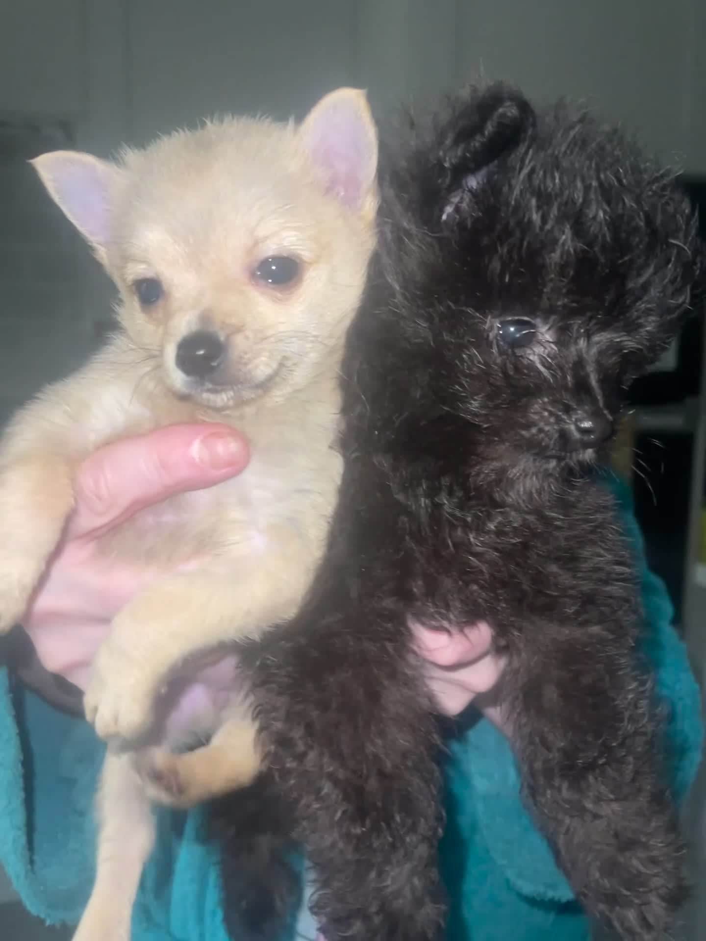 Mixed Breed dogs for sale: Adorable puppies for sale  - Video 1