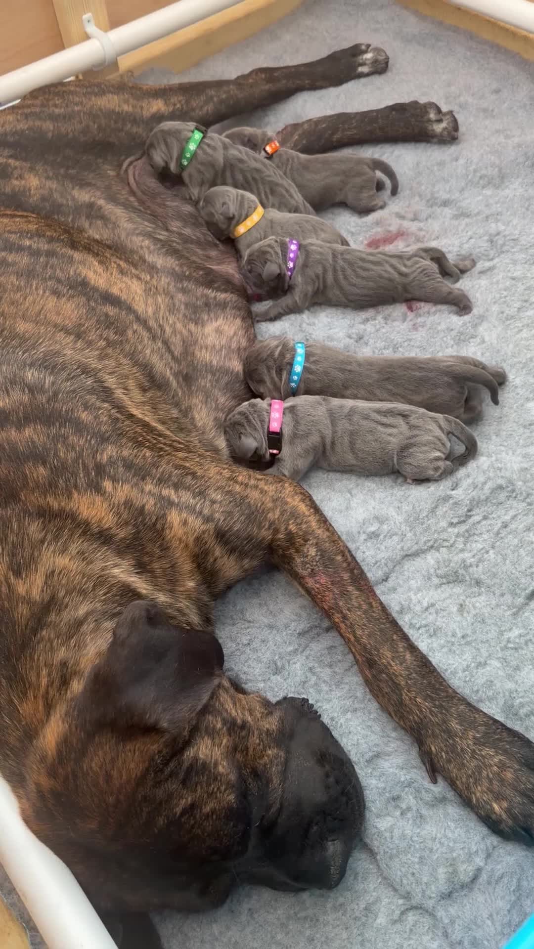 Cane Corso dogs for sale: LOCKDOWN KENNELS UK 2026 Health Tested Litter in Solihull - Video 1