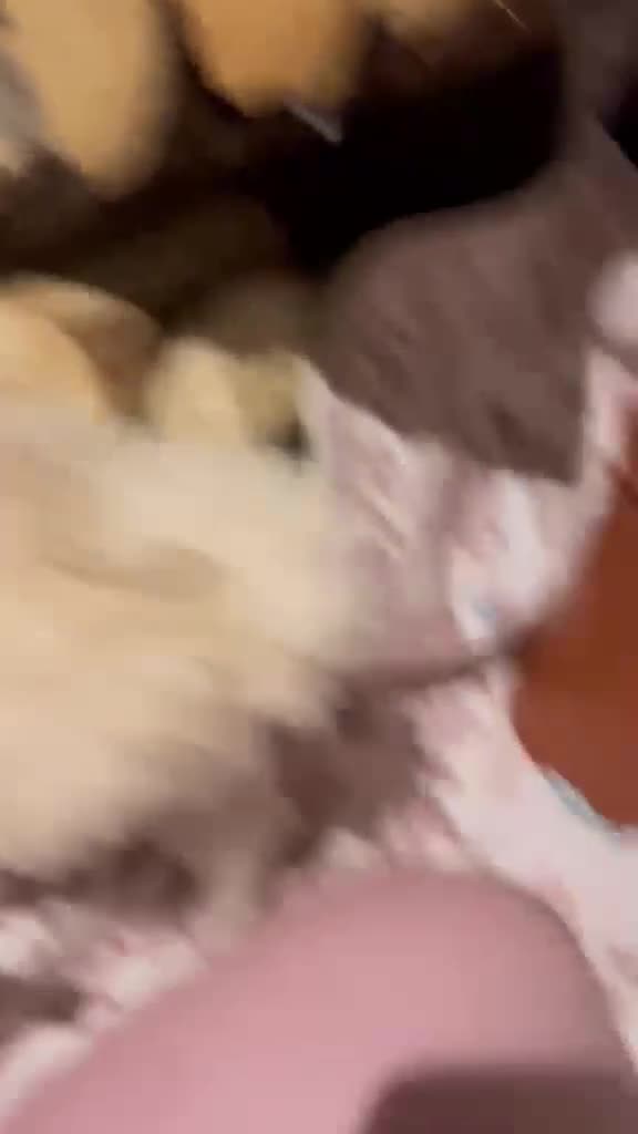 Maltipoo dogs for sale:     🤍🐾 Our F1 Asian Maltipoo Puppies🤍🐾 - Video 3