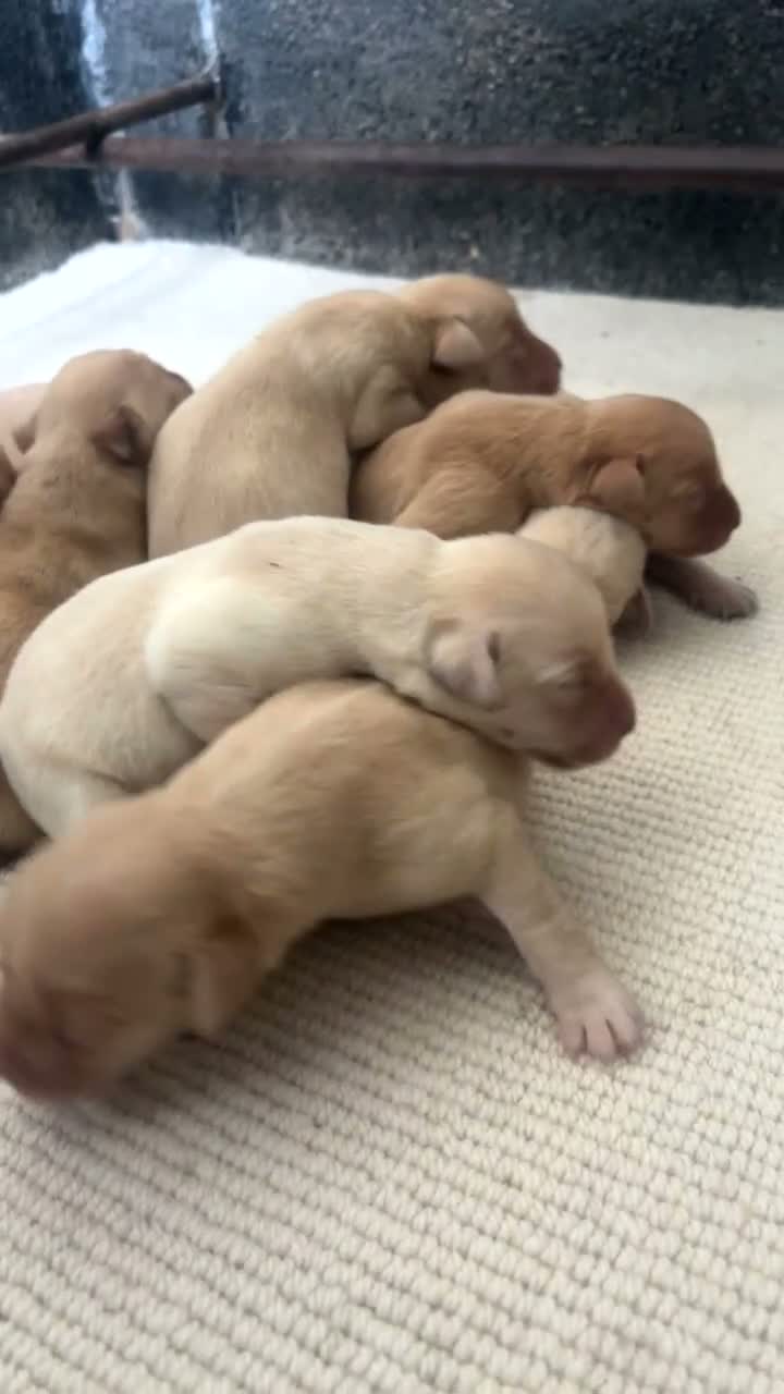 Labrador Retriever dogs for sale: KC registered Labrador puppies  - Video 1
