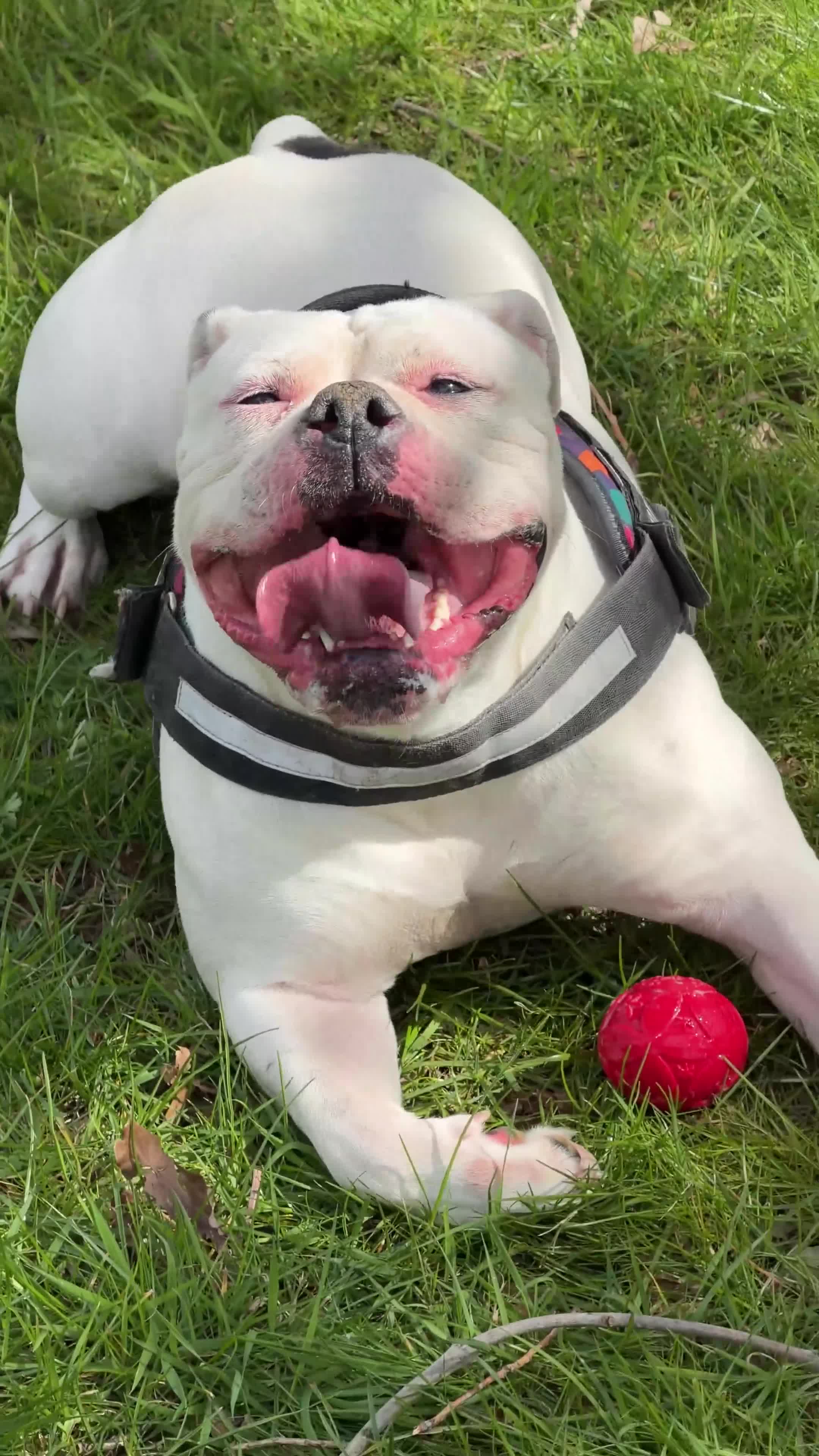 Olde English Bulldogge dogs for sale: Beautiful friendly best dog ever needing new home in Chesterfield - Video 1