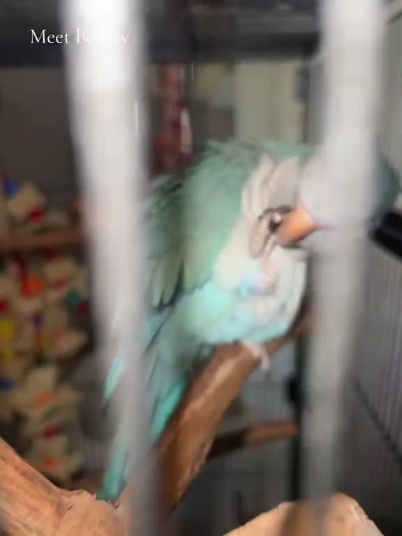 Mixed Breed birds for sale: Beautiful pair of Quakers semi tamed breeding pair - Video 1