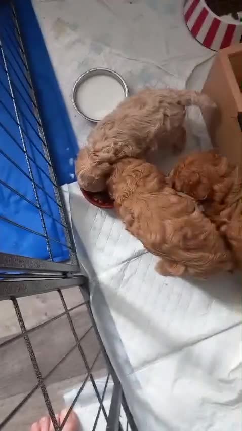 Maltipoo dogs for sale: Malitpoo  puppies  for sale in Canterbury - Video 1