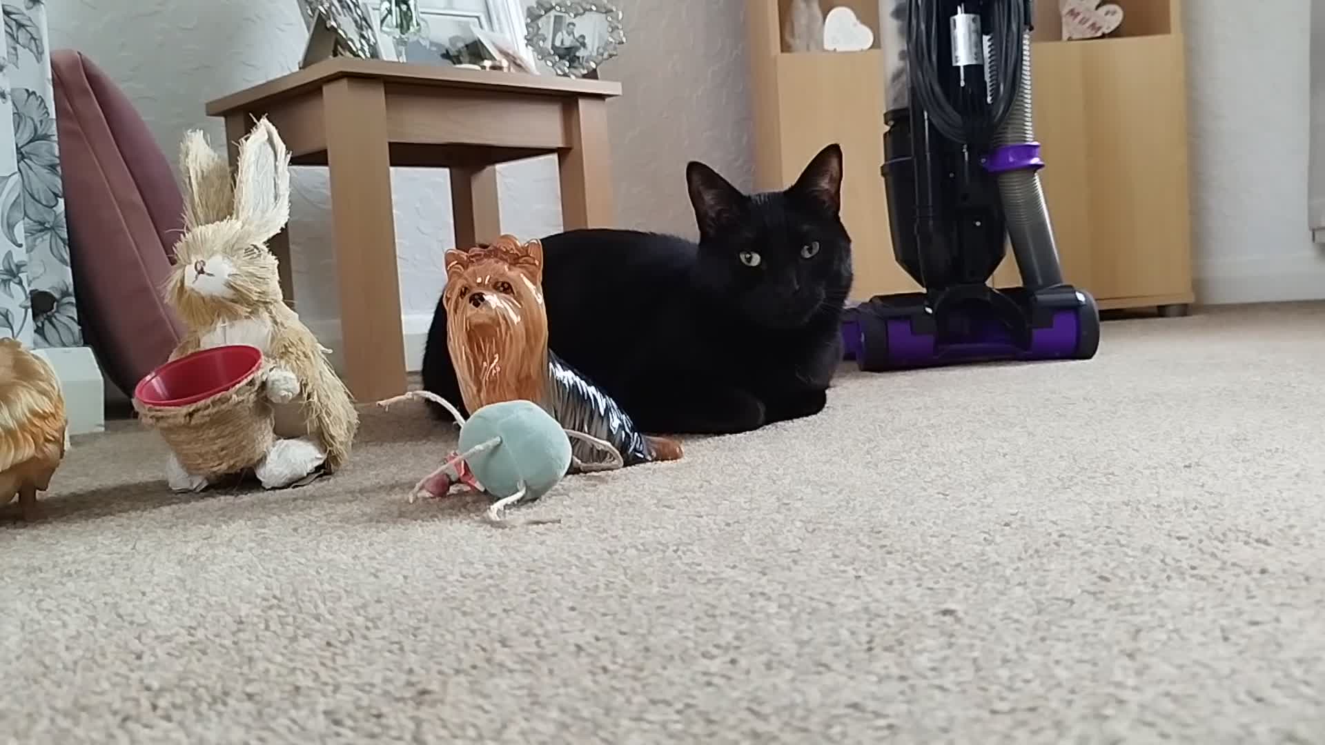 Bombay cats for sale: Black male cat loki - Video 2