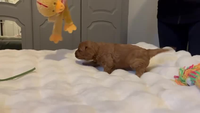 Cavapoo dogs for sale: ✨ Dark Red Cavapoo Puppies ✨** - Video 1