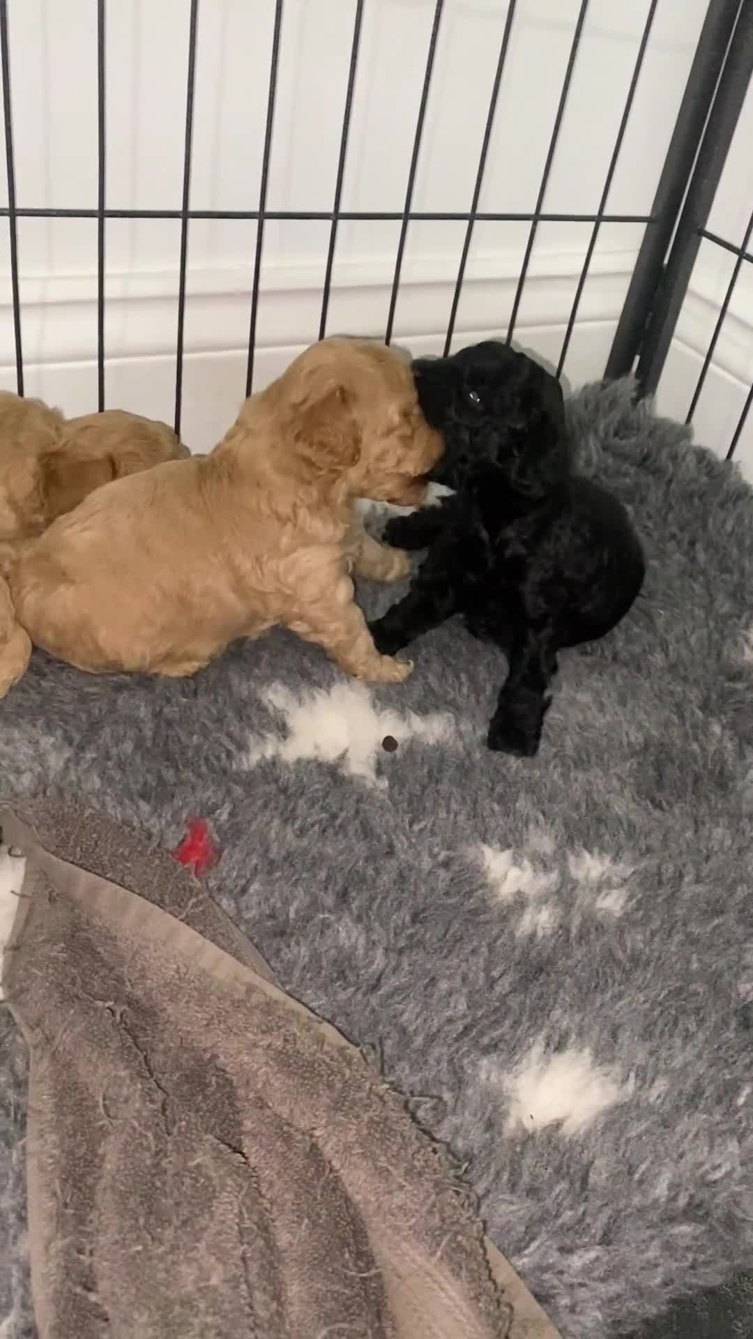 Toy Poodle dogs for sale: Toy Poodles KC Registered Health Tested Parents - Video 1