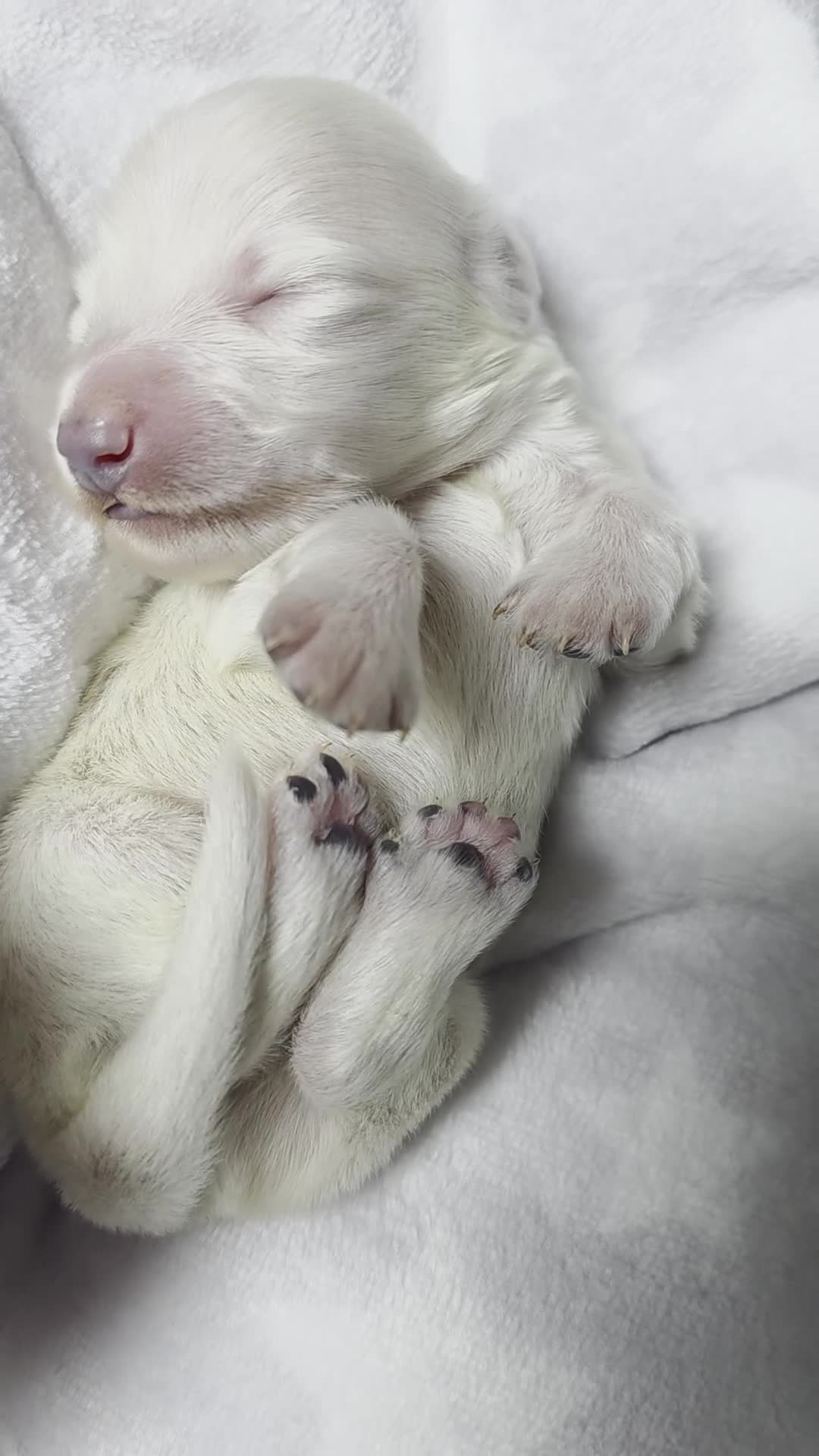 Miniature Dachshund dogs for sale: Stunning KC Reg Clear Cream Mini Dachshunds   - Video 2