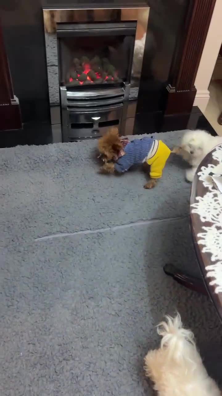 Maltipoo dogs for sale: family pet litter Mini Maltipoo puppies  - Video 2