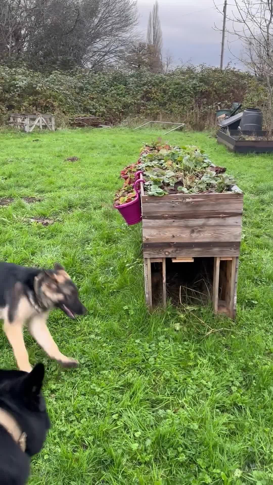 German Shepherd dogs for sale: German shepherd girl - Video 1