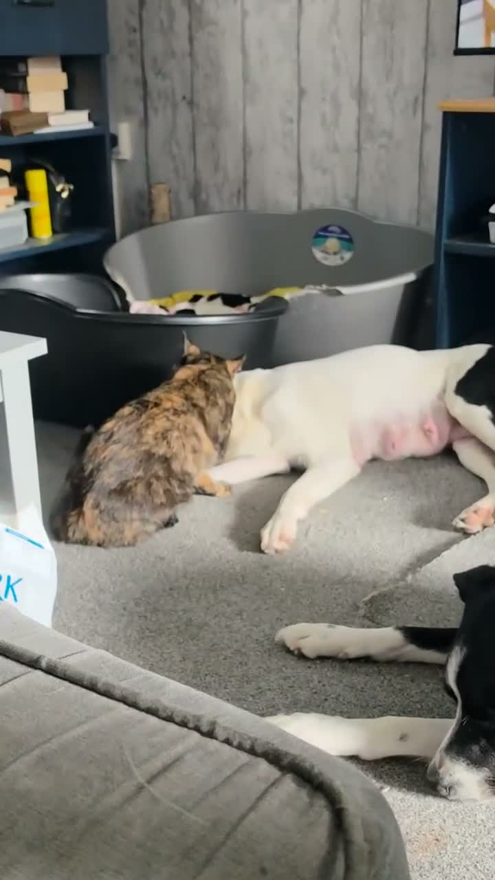 Border Collie dogs for sale: Border collie pups - Video 1