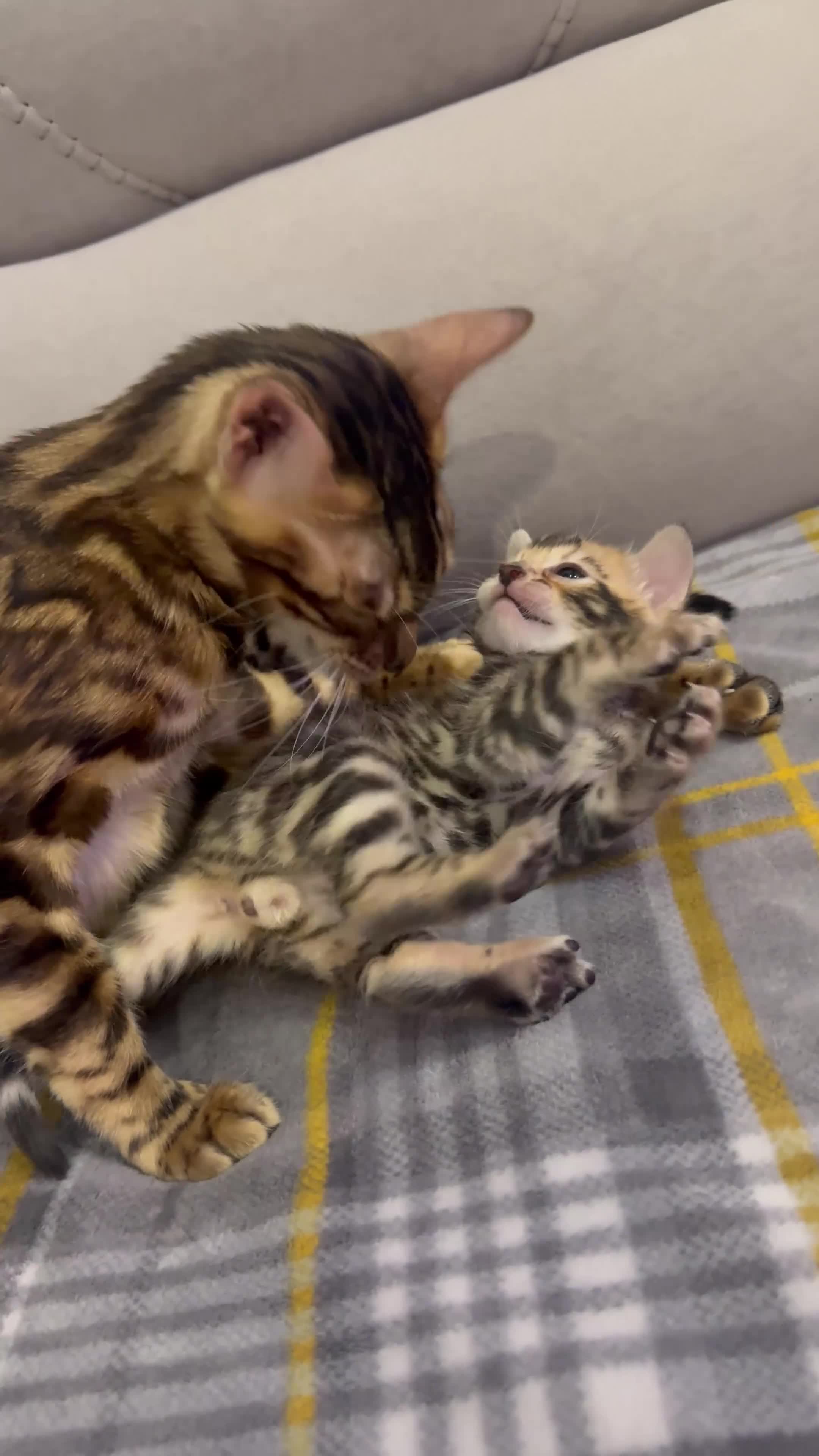 Bengal cats for sale: Pure Bengal kitten brown  - Video 3