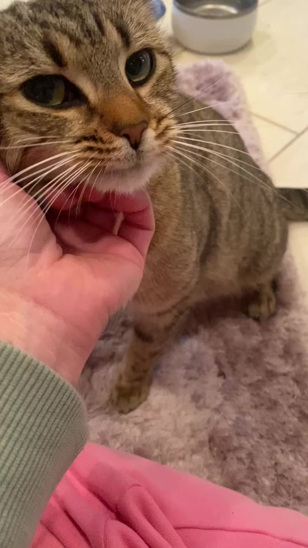 Bengal cats for sale: 4 beautiful Bengal X kittens for sale  - Video 1