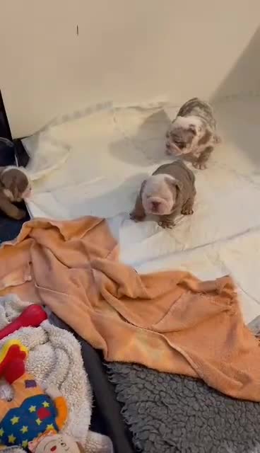 English Bulldog dogs for sale: English Bulldog puppies  - Video 3