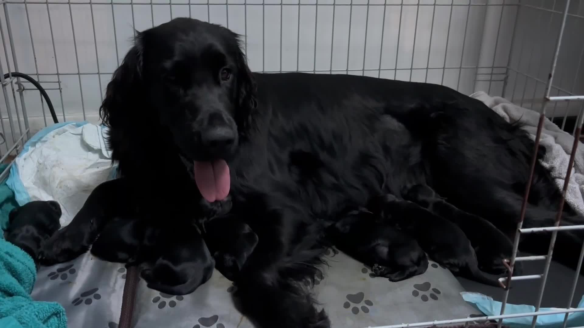 Flat coated Retriever dogs for sale: Flat coat retriever puppies for sale in Brighton - Video 1