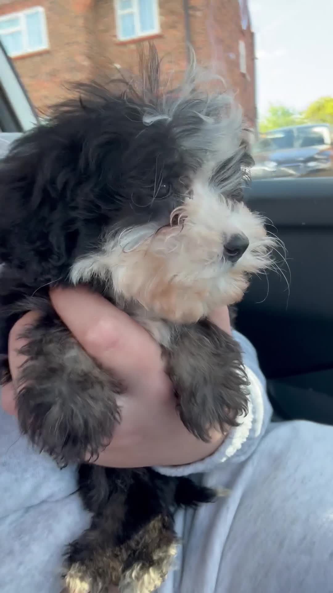 Sheepadoodle dogs for sale: Micro mini Sheepadoodles 1 littlegirlleft - Video 1