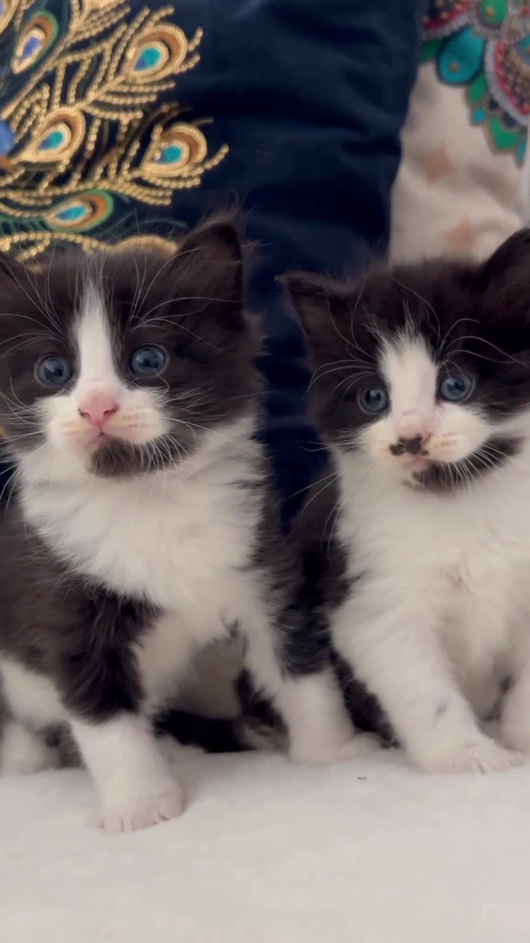 Domestic Shorthair cats for sale: Beautiful 5 tuxedo kittens available for new home. - Video 1
