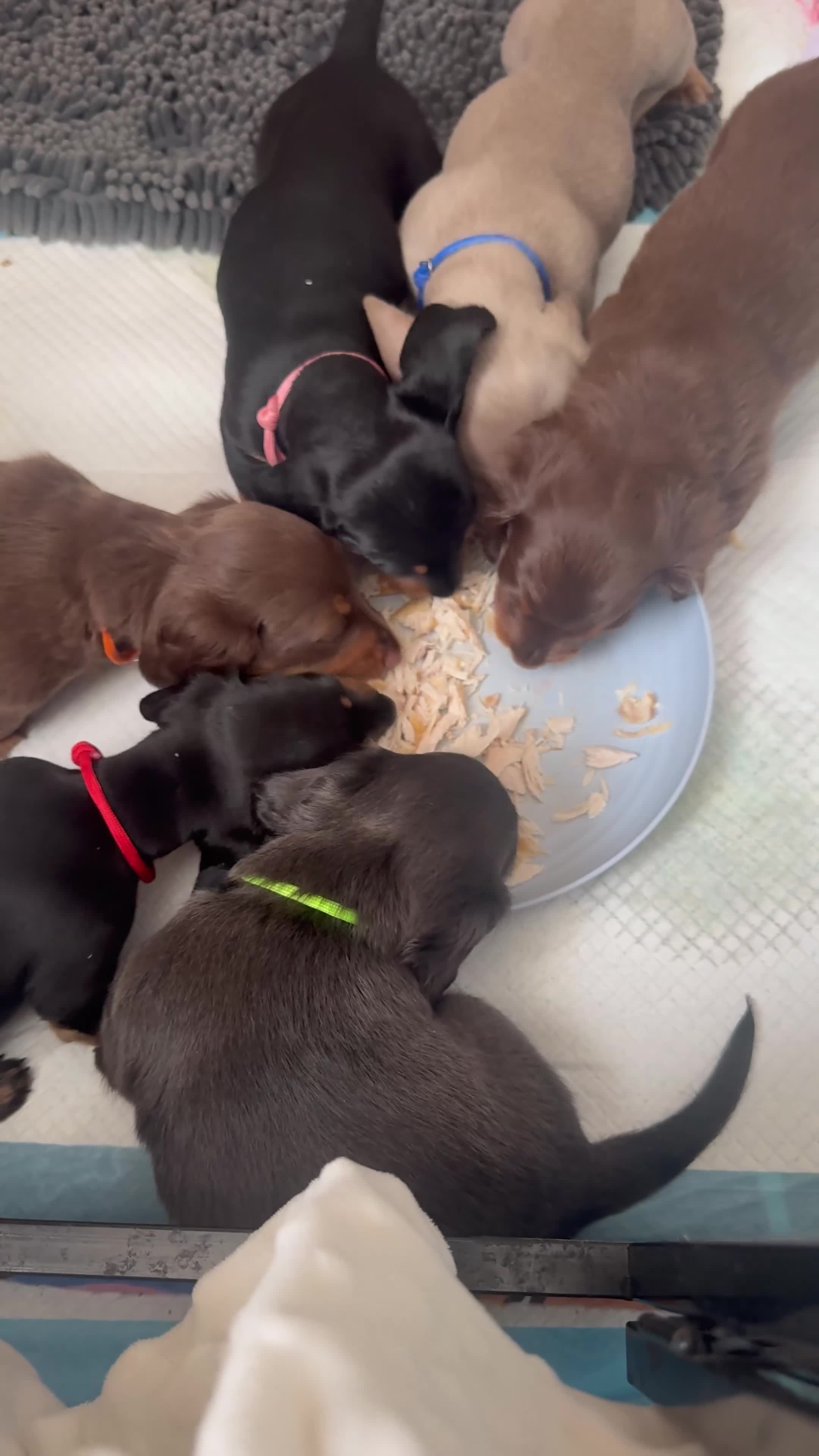Miniature Dachshund dogs for sale: Kc registered Miniature dachshunds  - Video 1