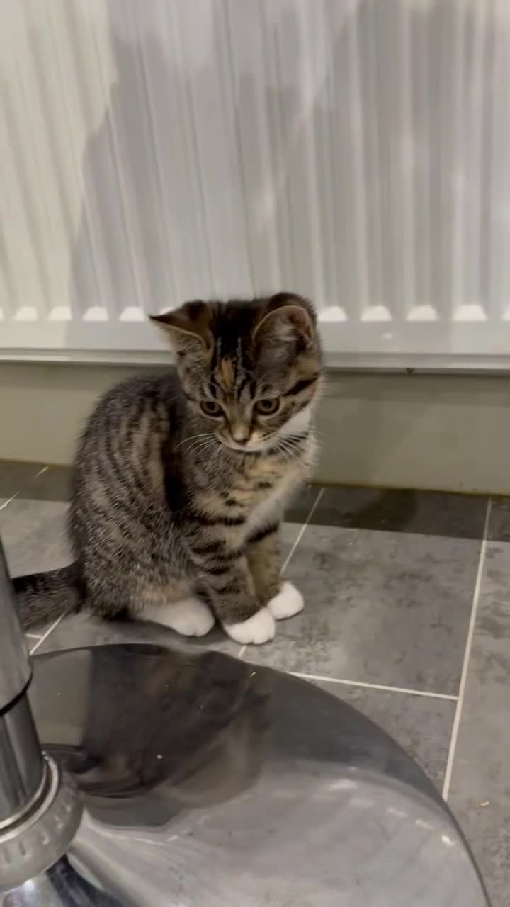 British Shorthair cats for sale: Rare Tabby Female British Shorthair. Ready to home - Video 1