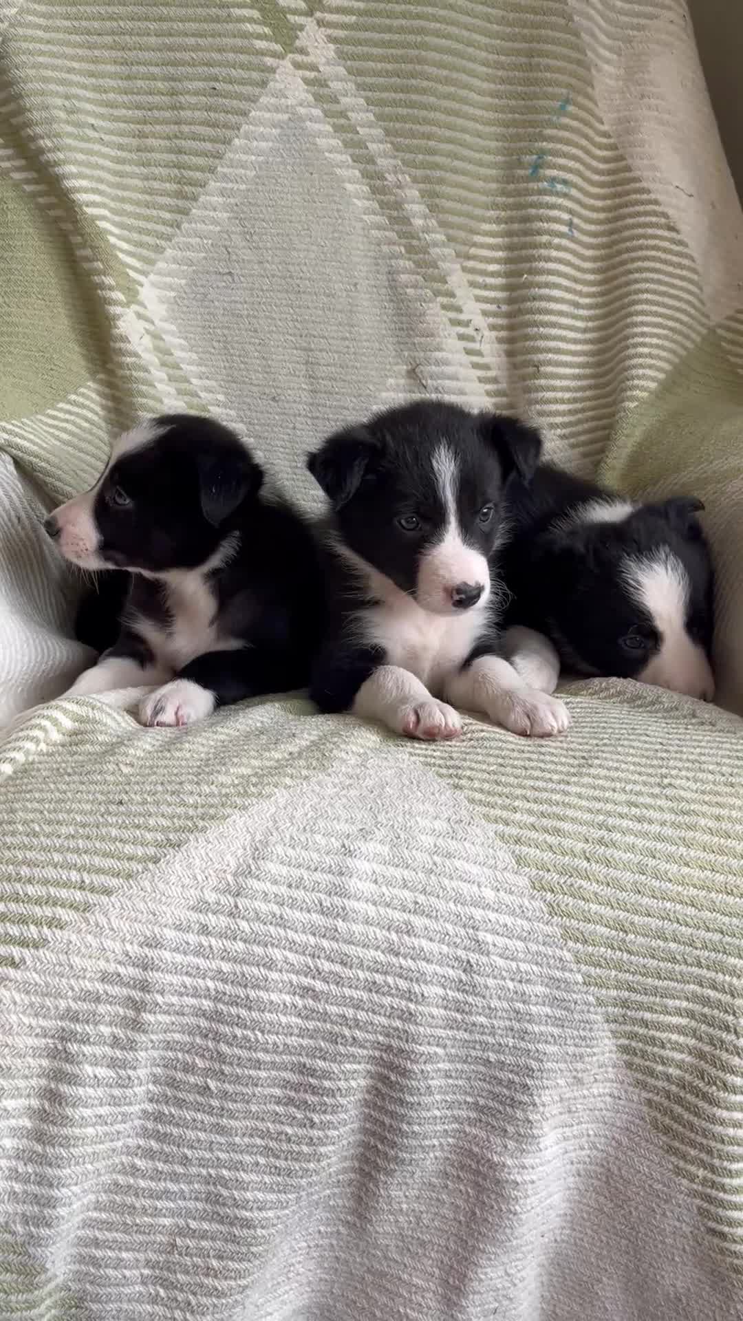Border Collie dogs for sale: KC/ISDS Registered Beautiful Border Collie Pups - Video 1