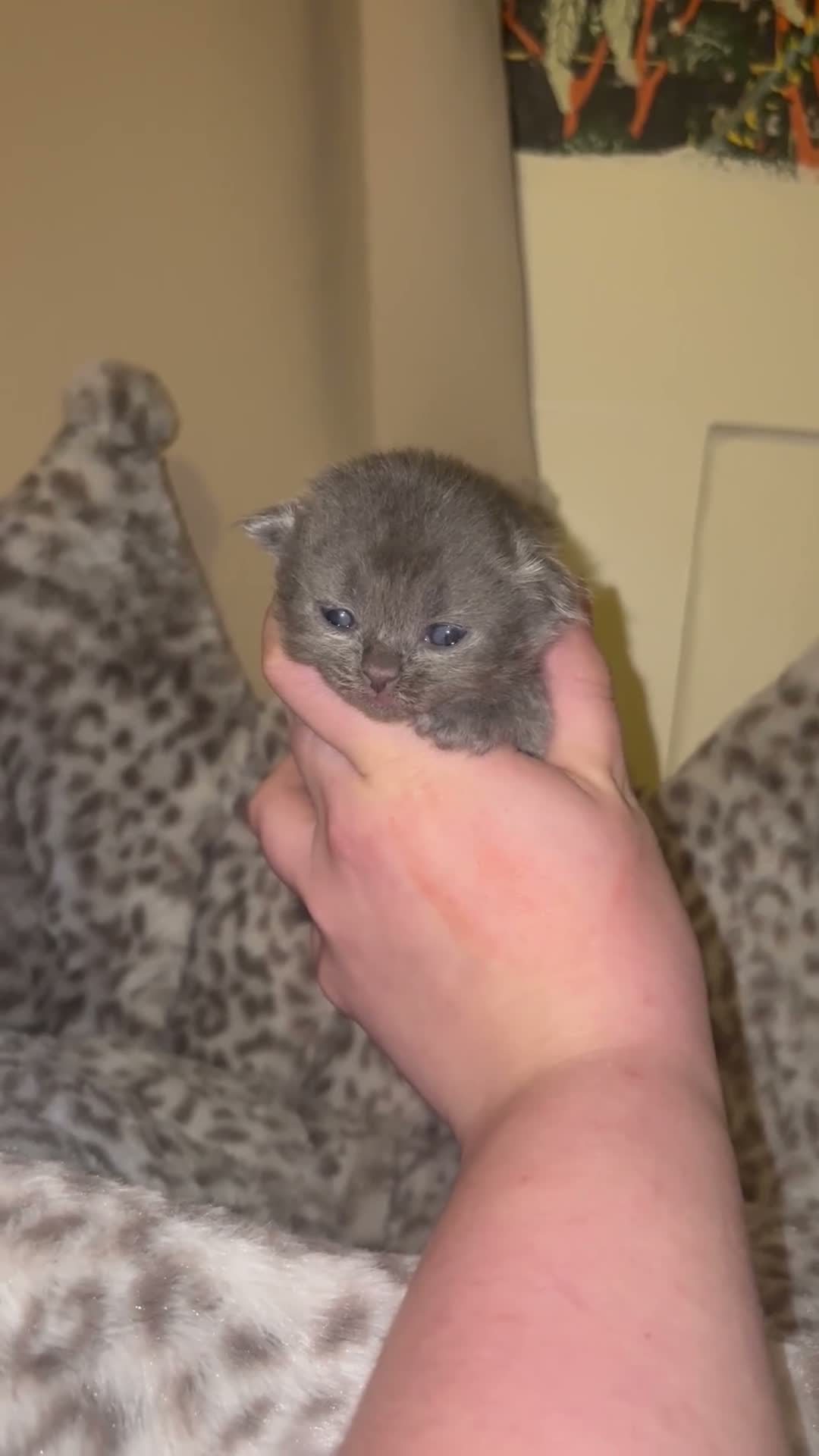Persian cats for sale: Persian x british shorthaired kittens - Video 3